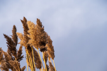 reed in the wind against blue grey cloudy sky