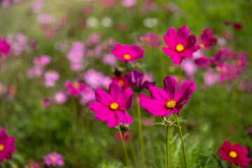 Beautiful cosmos flowers blooming in the garden