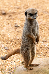 Close up of meerkats in captivity at the zoo