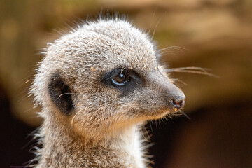 Close up of meerkats in captivity at the zoo