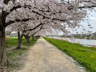 桜 cherry blossom