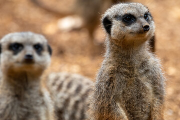 Naklejka na ściany i meble A group of meerkats in captivity at the zoo