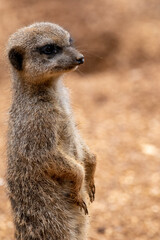 A group of meerkats in captivity at the zoo