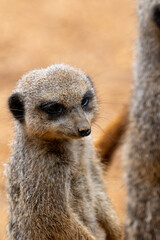 Close up of meerkats in captivity at the zoo