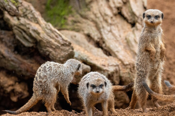 A group of meerkats in captivity at the zoo