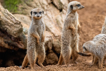 Naklejka na ściany i meble A group of meerkats in captivity at the zoo