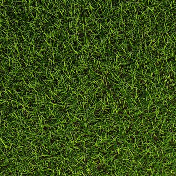 Green grass texture top view flat lay from above, spring or gardening concept background