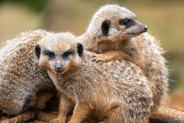 Huddling meerkats at the zoo
