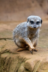 Close up of meerkats in captivity at the zoo