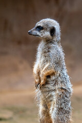 Close up of meerkats in captivity at the zoo