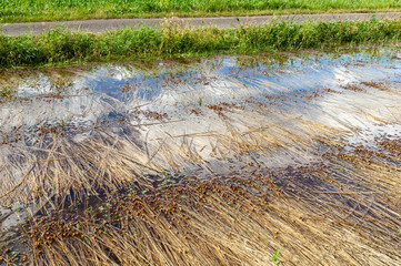 Champ de lin inondé suite à un orage. Calamité agricole, assurance récolte