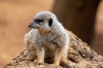 Naklejka na ściany i meble Close up of meerkats in captivity at the zoo