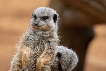 Close up of meerkats in captivity at the zoo