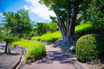 path in the garden