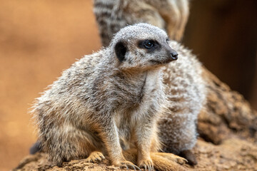 Close up of meerkats in captivity at the zoo