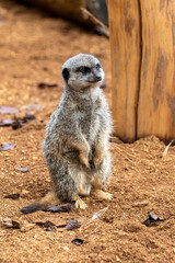 Fototapeta premium Close up of meerkats in captivity at the zoo