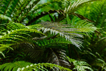 Tropical plants in the greenhouse, winter garden, interior. Home tropical plants. Landscaping of the interior