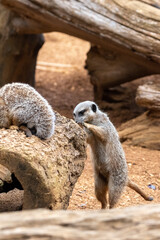 A meerkat foraging in captivity at the zoo
