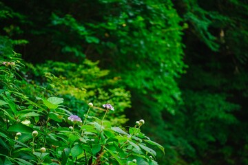 green moss in the forest