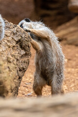 A meerkat foraging in captivity at the zoo