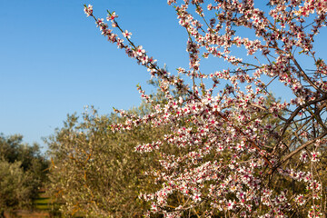 amendoeira em flor