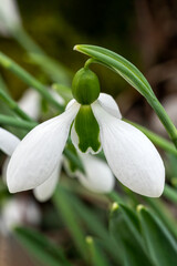 Galanthus x hybridus 'Merlin' (snowdrop) a spring winter bulbous flowering plant with a white green...