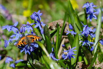 Butterfly in spring flowers Scilla  ( lat.  Scilla ) in spring garden