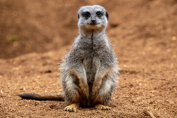 Close up of meerkats in captivity at the zoo