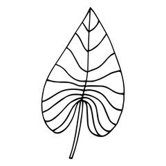 Simple hand drawn doodles. tropical leaves silhouette vector. Hand drawn silhouette palm leaf icon on white background. Cartoon sketch element: greenery Arecaceae, Palmae Palm Leave