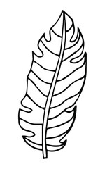 vector sketch banana leave. stylized tropical leaves, single line hand drawing. simple silhouette of tropical palm leave