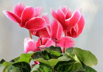 Two-color cyclamen on a flower bed in spring