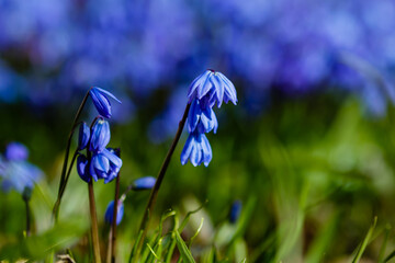Blue flowers scilla sibirica in spring time.Scilla sibirica in the blossom. Flowering of bulbous plants in the garden. - obrazy, fototapety, plakaty