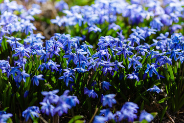 Blue flowers scilla sibirica in spring time.Scilla sibirica in the blossom. Flowering of bulbous...