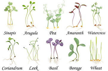 Set of microgreens. Hand drawn set of botanical vector illustrations, isolated on white.