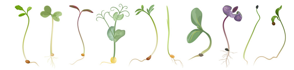 Set of seeds and sprouts of microgreens on white background, vector illustration.