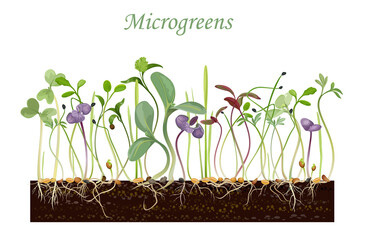 Sprouting microgreens in ground, vector illustration.
