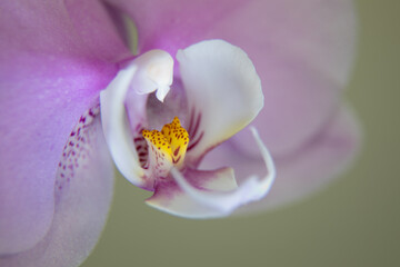 Orchidee Phalaenopsis in Makro und Light Painting Technik