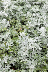 Cultivar beach wormwood (Artemisia stelleriana 'Silver Brocade') in the summer garden