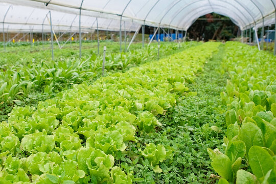 View Of The Vegetable Field In Yuen Long