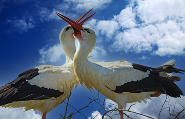 Closeup of isolated pair mating white storks with crossed red bleaks, heads and necks forming heart...