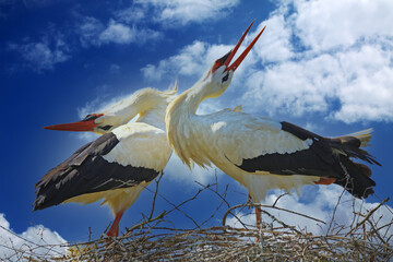 Closeup of isolated pair mating white storks in nest with tilted back heads against blue sky with...