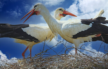 Closeup of pair mating storks looking in opposite direction with crossed necks