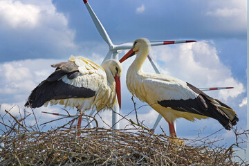 Closeup of stork couple in nest, blue sky and wind turbines background - sustainable nature...