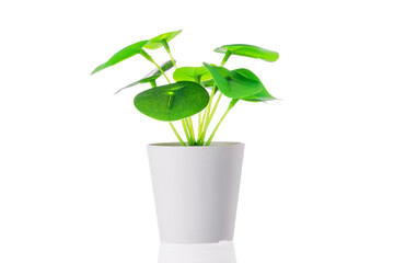 Green plant in a pot at home. Artificial flower vase decoration