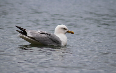 Fototapeta na wymiar Seagull on the sea