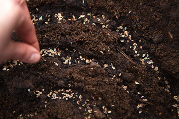 The hand sows seeds on the ground in the garden. Spring planting of a farmer in the ground. Growing natural food