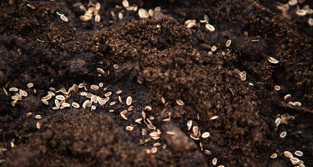 Sown seeds on a bed in the ground. Growing eco-friendly food in the garden. Planting flowers in spring outdoor