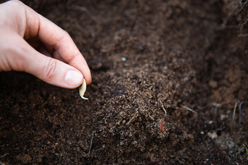 A sprouted seed in the hand over a bed of soil is a spring planting of seeds of vegetables and flowers in the open ground.