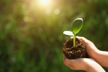Young green sprout in the hands of a child in the light of the sun on a background of green grass. Natural seedlings, eco-friendly, new life, youth. The concept of development, peace, care. Copy space