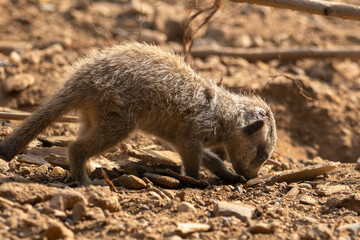 Meerkats in captivity at the zoo